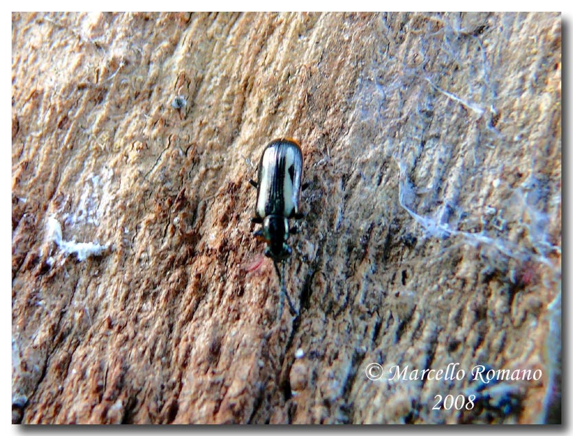 Crioceris macilenta (Chrysomel.) svernante sotto corteccia